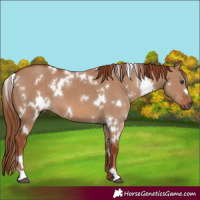 Horse Color:White Spotted Red Dun 