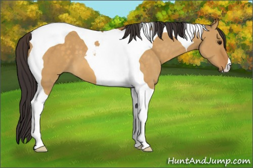 Horse Color:Buckskin Dun Tobiano 