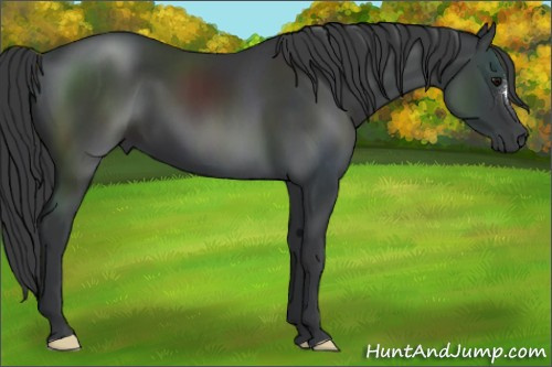 Horse Color:Black 