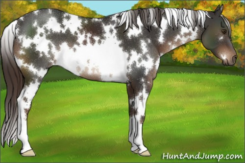 Horse Color:White Spotted Liver Chestnut