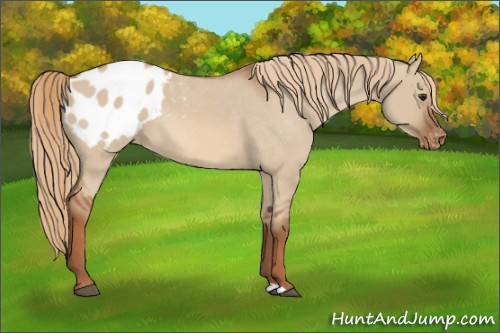 Horse Color:Red Dun Appaloosa 