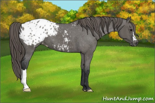 Horse Color:Grullo Appaloosa