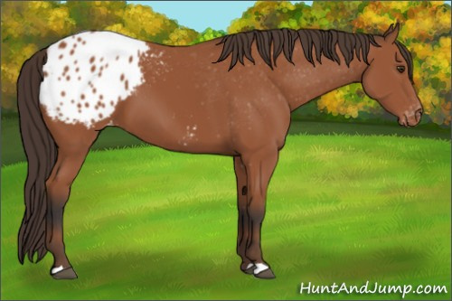 Horse Color:Bay Appaloosa 