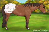Horse Color:Bay Appaloosa 