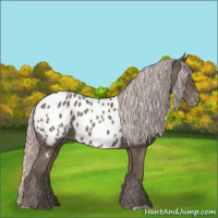 Horse Color:Silver Black Appaloosa 