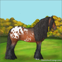 Horse Color:Brown Appaloosa 