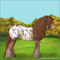 Horse Color:Chestnut Appaloosa