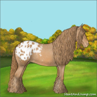 Horse Color:Chestnut Appaloosa 