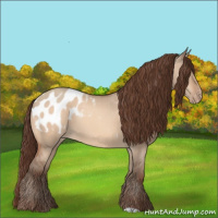 Horse Color:Sable Champagne Dun Appaloosa 