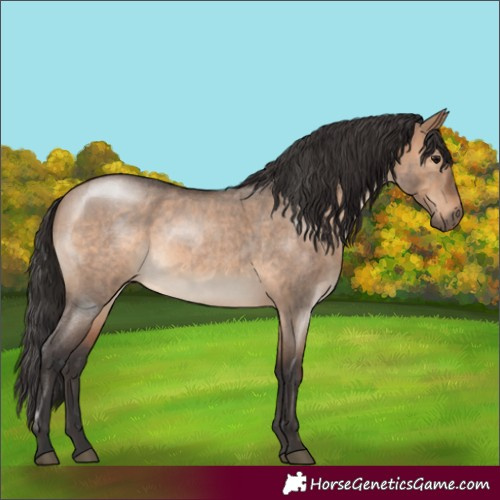 Horse Color:Brown Roan Dun 