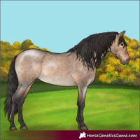 Horse Color:Brown Roan Dun 