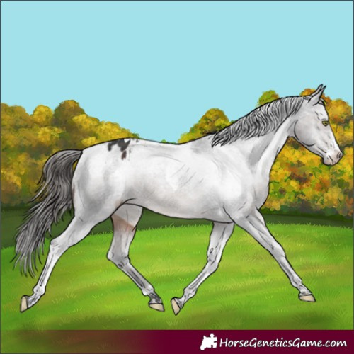 Horse Color:Brown Sabino Tobiano Appaloosa 