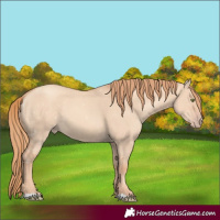 Horse Color:Gold Champagne Dun