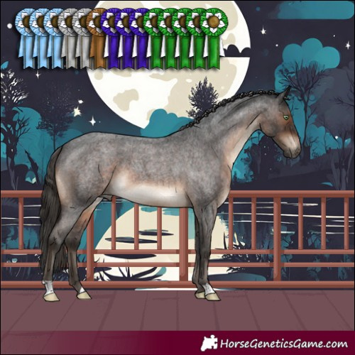 Horse Color:Gray Brown Roan Mushroom Appaloosa 
