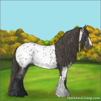 Horse Color:Grullo Near Leopard 