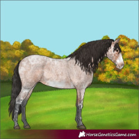 Horse Color:Bay Ice Roan Frame Rabicano 