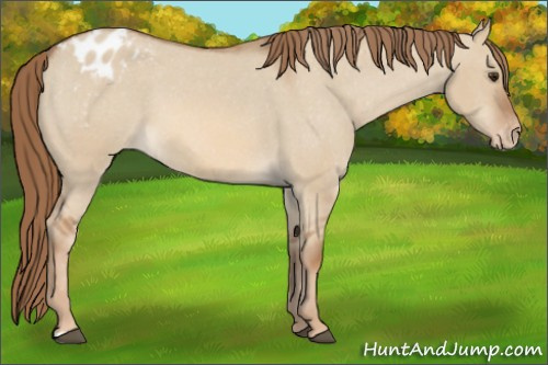 Horse Color:Red Dun Appaloosa