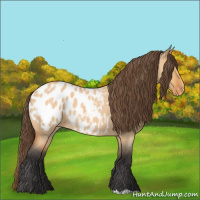 Horse Color:Bay Roan Dun Appaloosa 