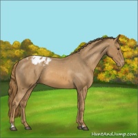 Horse Color:Chestnut Appaloosa 
