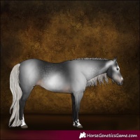 Horse Color:Gray Silver Brown Sabino 