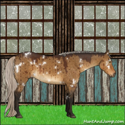 Horse Color:Gray White Spotted Silver Buckskin Dun Appaloosa Rabicano Brindle 