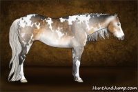 Horse Color:Gray White Spotted Silver Buckskin Dun Sabino Rabicano 