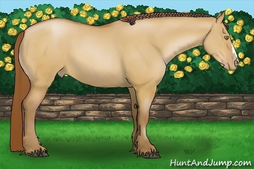 Horse Color:Bay Pearl Dun