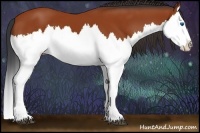 Horse Color:Bay Splash 