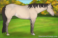 Horse Color:Amber Champagne Dun 