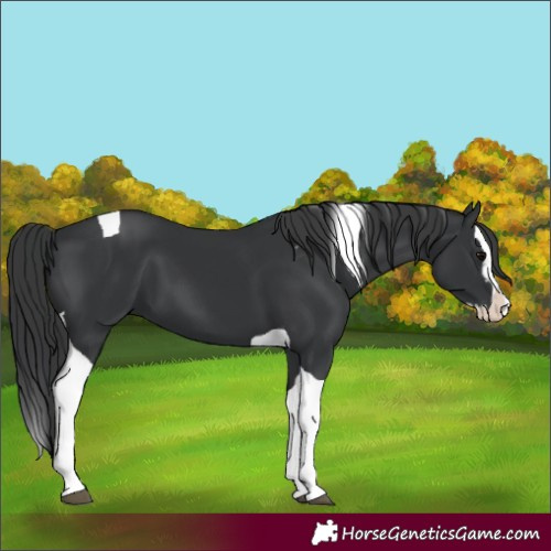 Horse Color:Black Splash Tobiano 