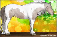 Horse Color:Bay Tobiano Appaloosa 