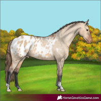 Horse Color:Bay Dun Appaloosa 