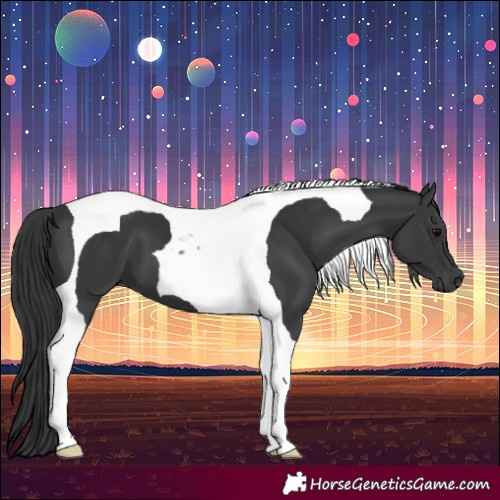 Horse Color:Black Tobiano 