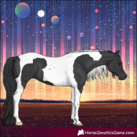 Horse Color:Black Tobiano 
