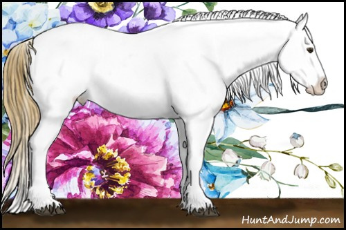 Horse Color:Red Dun Fewspot