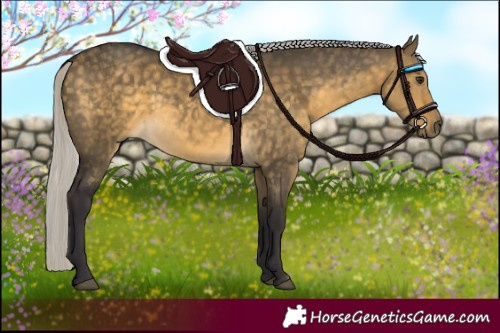 Horse Color:Silver Buckskin Dun 