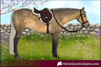 Horse Color:Silver Buckskin Dun 