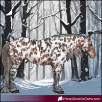 Horse Color:Bay Appaloosa  and Brown Appaloosa 