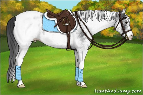 Horse Color:White Spotted Black Appaloosa 