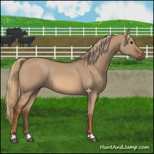 Horse Color:Red Dun