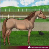 Horse Color:Red Dun 