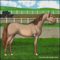 Horse Color:Red Dun 