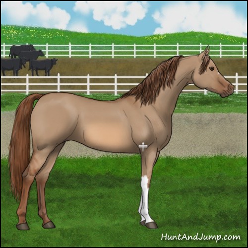 Horse Color:Red Dun