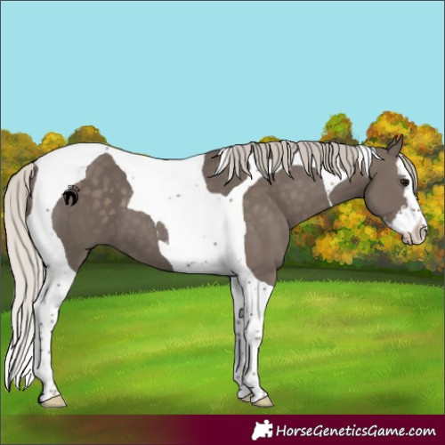 Horse Color:Silver Black Splash Tobiano 