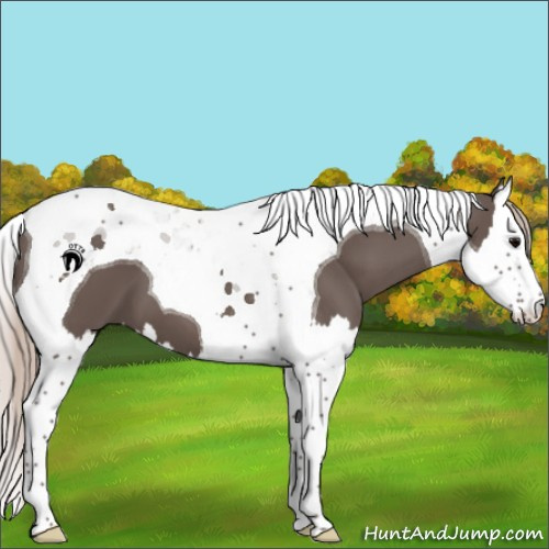 Horse Color:Silver Black Splash Tobiano 