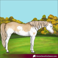 Horse Color:Chocolate Palomino Dun Splash