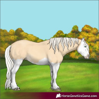 Horse Color:Gold Cream Champagne Splash 