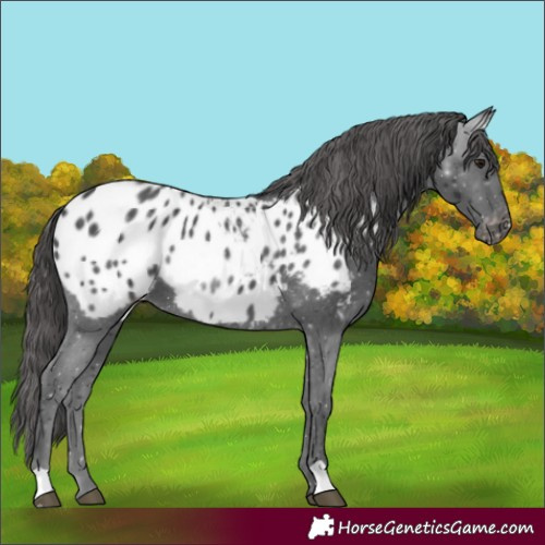 Horse Color:Black Appaloosa 