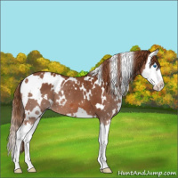 Horse Color:White Spotted Chestnut Splash 