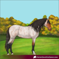 Horse Color:Bay Roan 